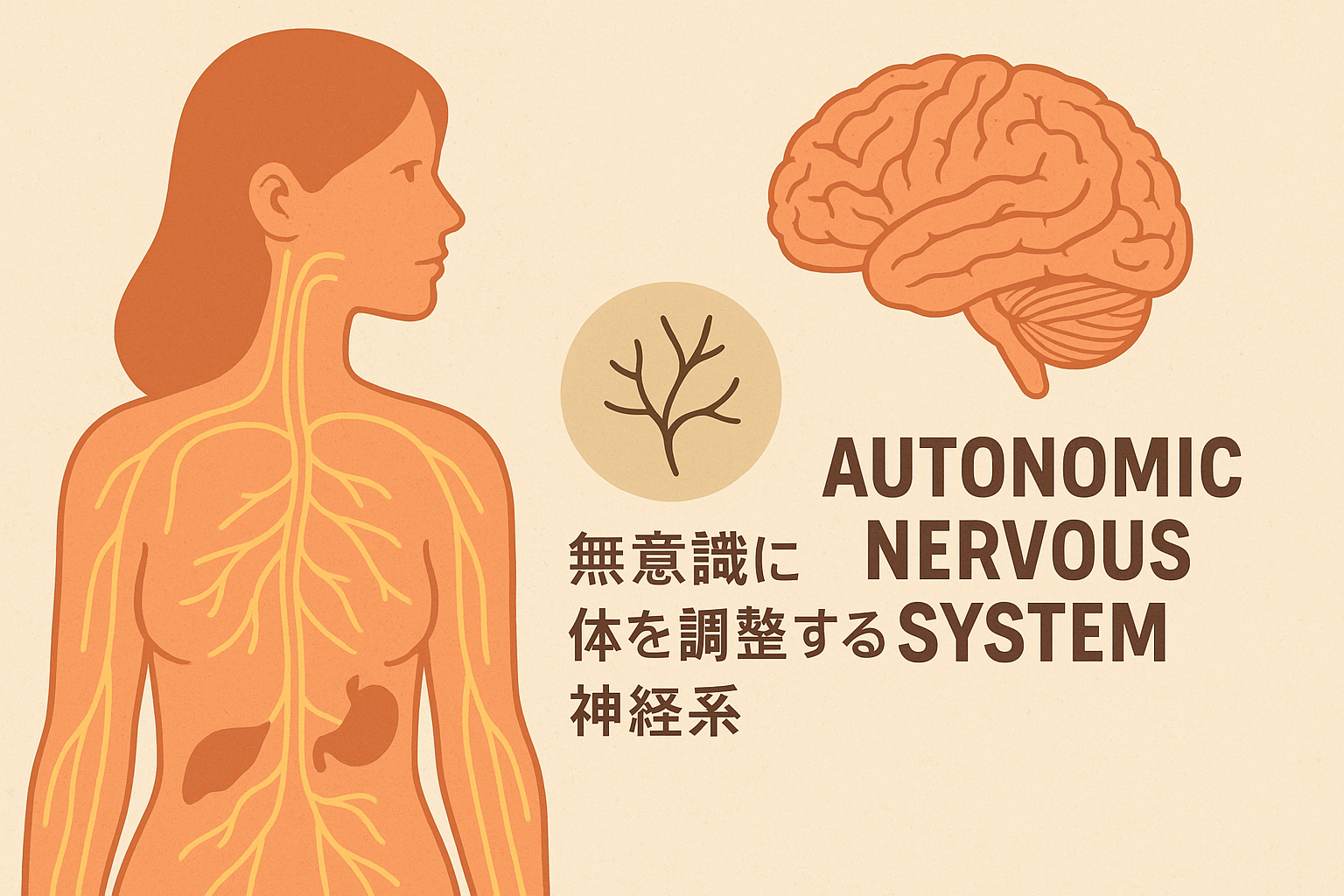 女性の体と脳を描いた科学イラスト。自律神経の経路を示し、無意識に体を調整する神経系の役割を表現。