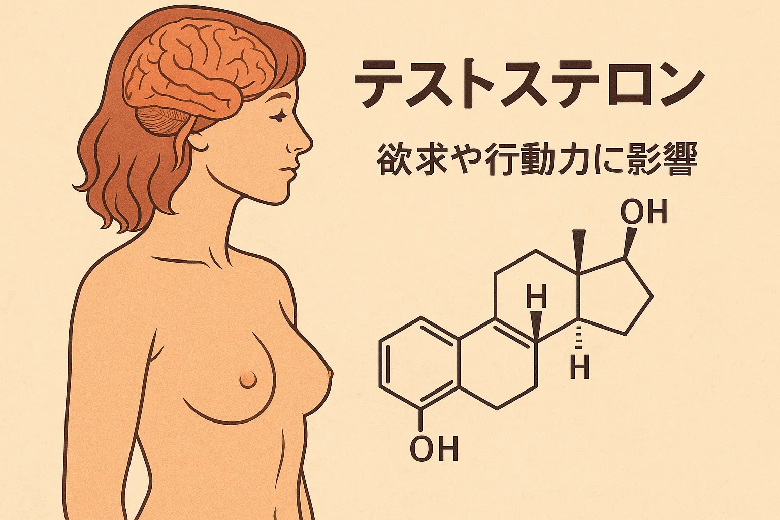 女性の体と脳を描いた科学イラスト。テストステロンの分子構造を示し、欲求や行動力に影響する役割を表現。